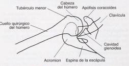 Shoulder Axial Radiograph